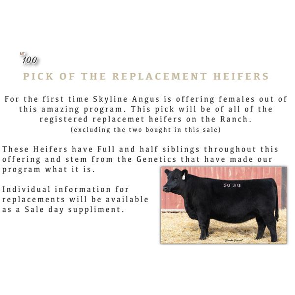 Pick of Replacement Heifers
