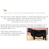 Image 1 : Pick of Replacement Heifers