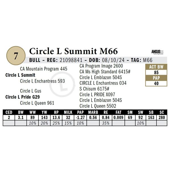 Circle L Summit M66