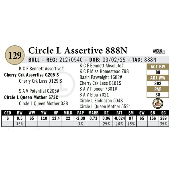 Circle L Assertive 888N