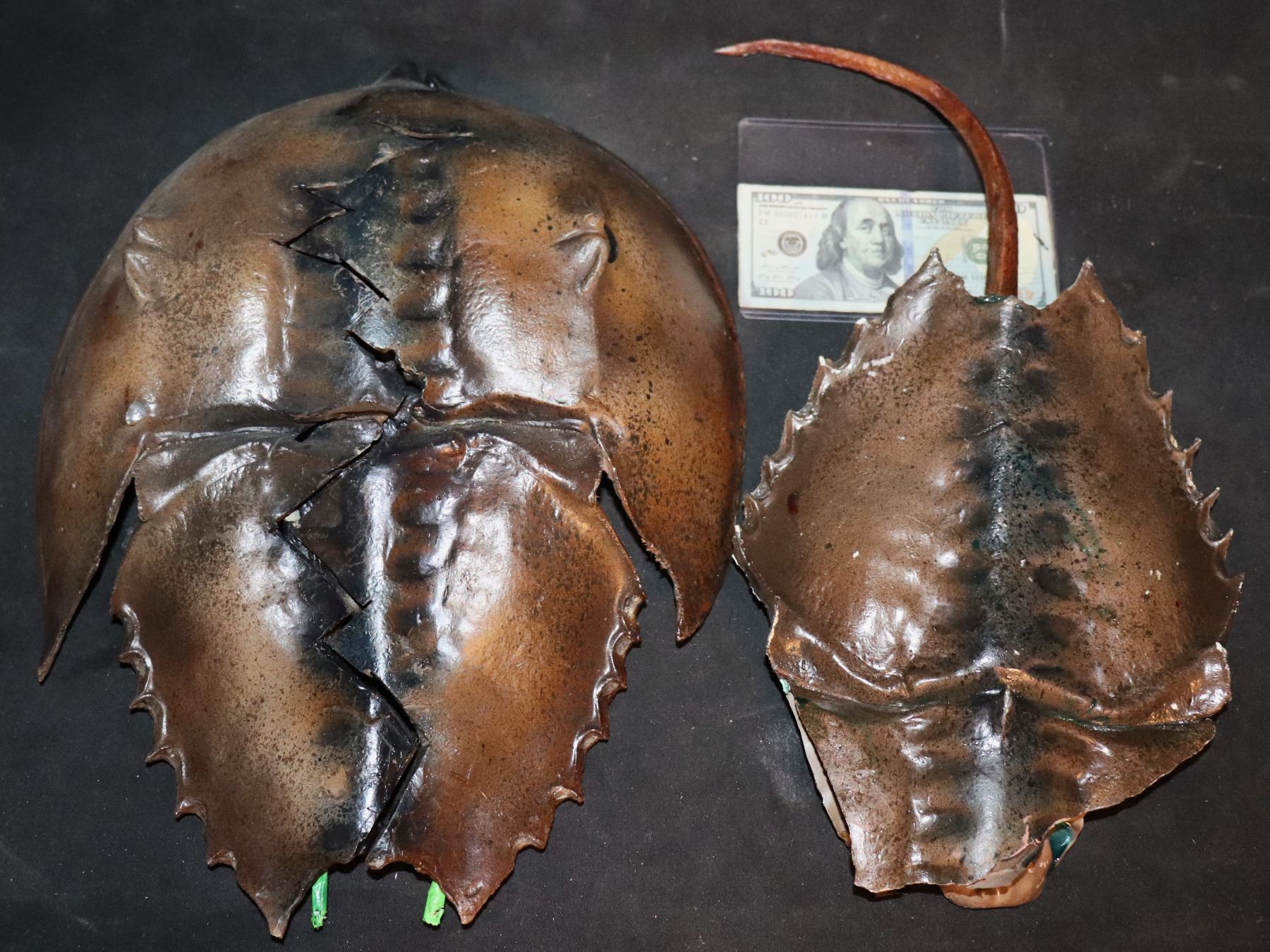 CRABS HERO HORSESHOE CRAB EXPLODING PUPPET WITH EXTRA