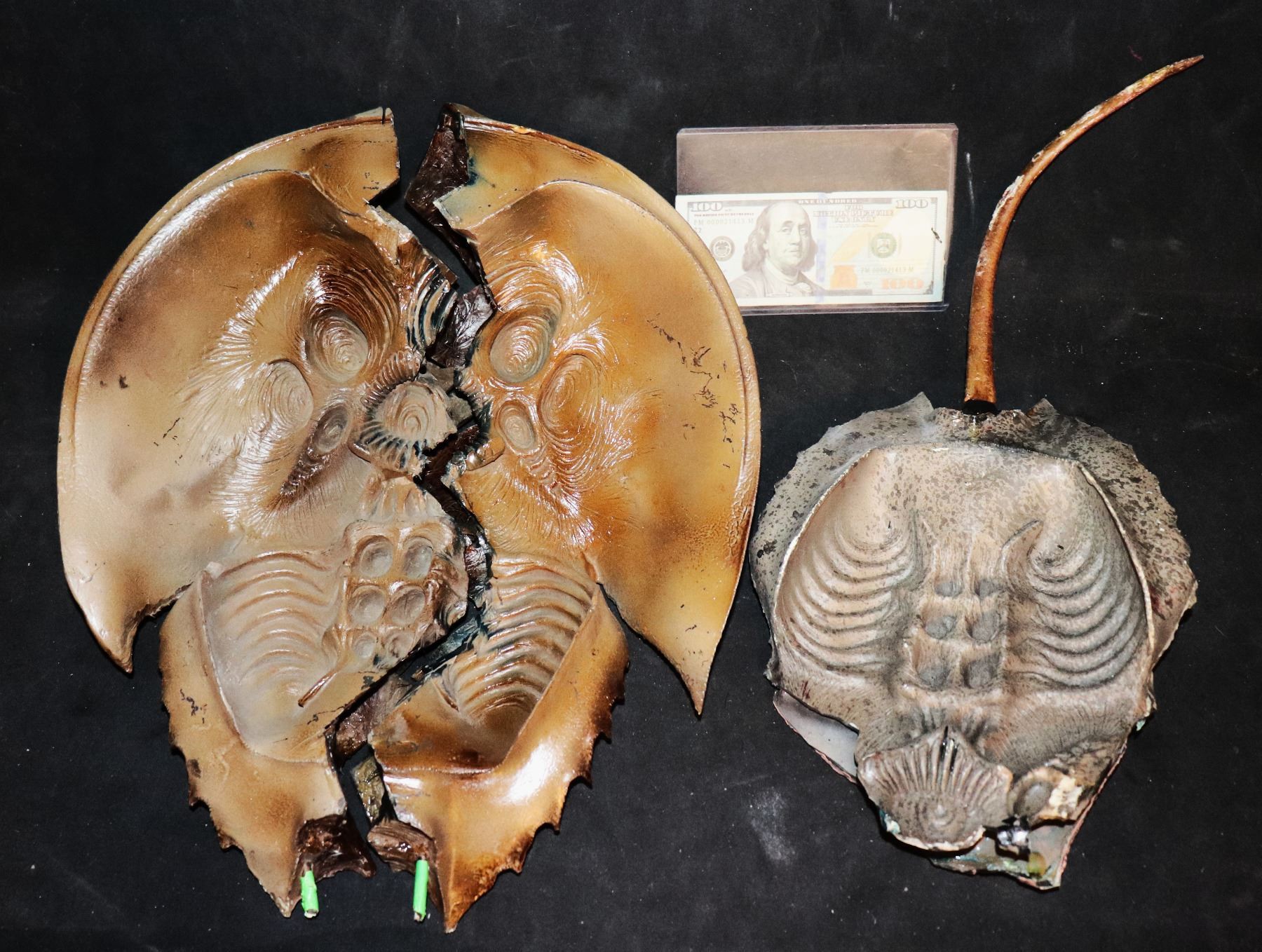 CRABS HERO HORSESHOE CRAB EXPLODING PUPPET WITH EXTRA