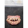 Image 1 : NOS4A2 VAMPIRE CHILD SCREEN USED HERO TEETH B