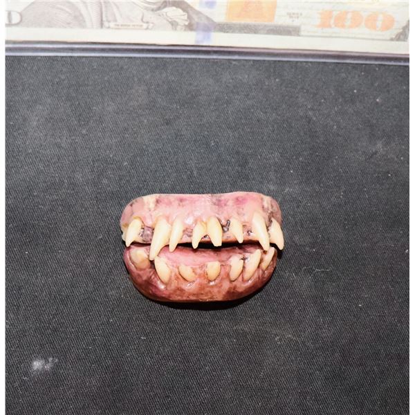 NOS4A2 VAMPIRE CHILD SCREEN USED HERO TEETH E