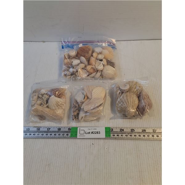 Assorted Sea Shells