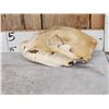 Image 1 : Black Bear Skull Taxidermy