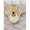 Image 2 : Black Bear Skull Taxidermy