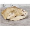 Image 3 : Black Bear Skull Taxidermy