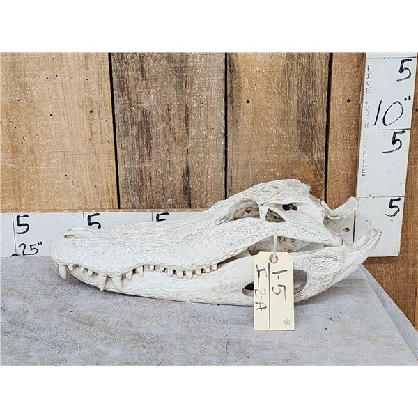 Big Alligator Skull Taxidermy