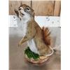 Image 4 : Meet Howdy The Pine Squirrel Full Body Taxidermy Mount