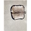 Image 1 : Whitetail Deer Skin Rug Taxidermy