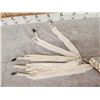 Image 3 : 5 Tanned Ermine Furs Taxidermy