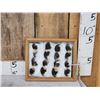 Image 1 : 16 Black Bear Claws Taxidermy
