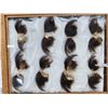 Image 2 : 16 Black Bear Claws Taxidermy