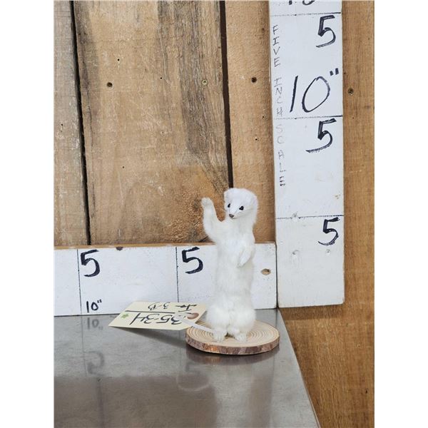 Meet Howdy The White Weasel Taxidermy Mount