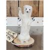 Image 3 : Meet Howdy The White Weasel Taxidermy Mount