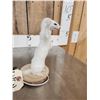 Image 4 : Meet Howdy The White Weasel Taxidermy Mount