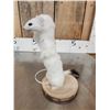 Image 5 : Meet Howdy The White Weasel Taxidermy Mount