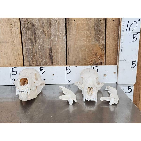 2 Black Bear Skulls Taxidermy