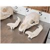 Image 2 : 2 Black Bear Skulls Taxidermy