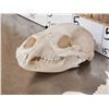 Image 3 : 2 Black Bear Skulls Taxidermy