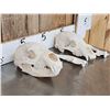 Image 4 : 2 Black Bear Skulls Taxidermy