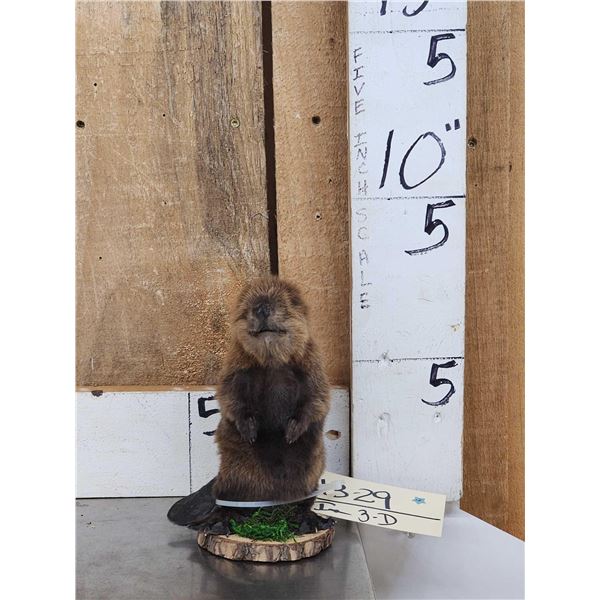 Baby Beaver Full Body Taxidermy Mount