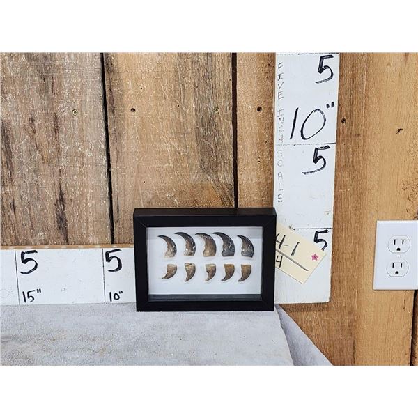 Frame Of 10 Bear Claws Taxidermy