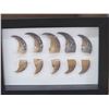 Image 2 : Frame Of 10 Bear Claws Taxidermy