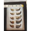 Image 3 : Frame Of 10 Bear Claws Taxidermy