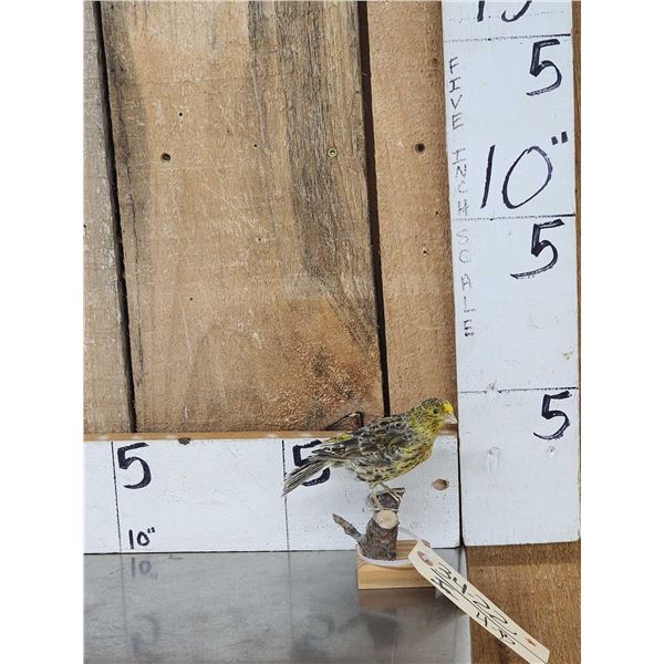 Lizard Canary Bird Taxidermy