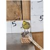 Image 3 : Lizard Canary Bird Taxidermy