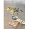 Image 4 : Lizard Canary Bird Taxidermy