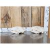 Image 1 : 2 Big Black Bear Skulls Taxidermy