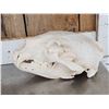 Image 3 : 2 Big Black Bear Skulls Taxidermy