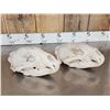 Image 5 : 2 Big Black Bear Skulls Taxidermy