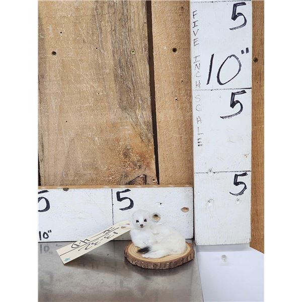 Weasel Full Body Taxidermy Mount