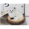 Image 2 : Weasel Full Body Taxidermy Mount