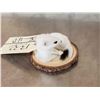 Image 4 : Weasel Full Body Taxidermy Mount