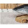 Image 3 : Hand Carved Wooden Catfish