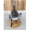 Image 5 : Hand Carved Wooden Catfish