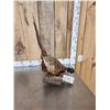 Image 3 : Ringneck Pheasant Full Body Bird Taxidermy
