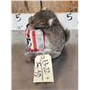 Image 3 : Drunken Squirrel Taxidermy Mount