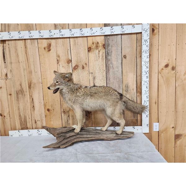 Coyote Full Body Taxidermy Mount