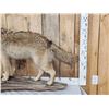 Image 2 : Coyote Full Body Taxidermy Mount