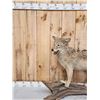 Image 3 : Coyote Full Body Taxidermy Mount