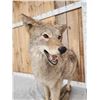 Image 6 : Coyote Full Body Taxidermy Mount