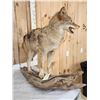 Image 7 : Coyote Full Body Taxidermy Mount