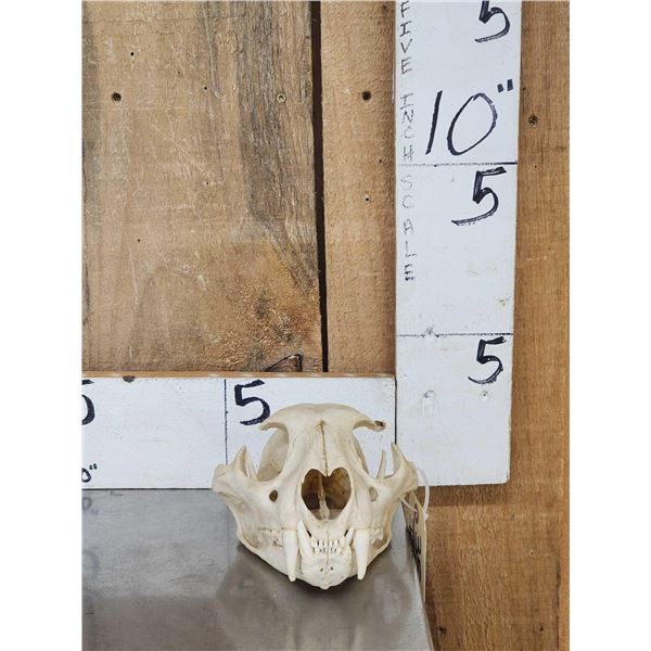 Mountain Lion Cougar Skull Taxidermy