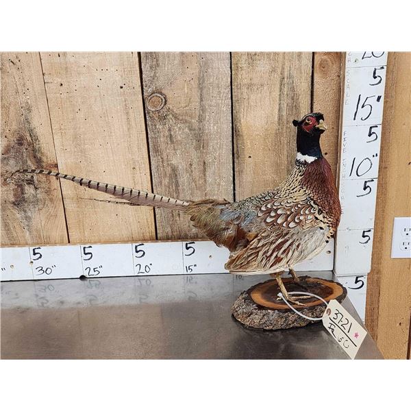 Ringneck Pheasant Full Body Bird Taxidermy